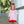 Load image into Gallery viewer, Gingerbread Dress
