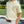 Load image into Gallery viewer, Henry Polo- Yellow
