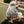 Load image into Gallery viewer, Breck Beanie Field Camo
