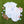 Load image into Gallery viewer, Hoppy Easter Charlotte Bubble
